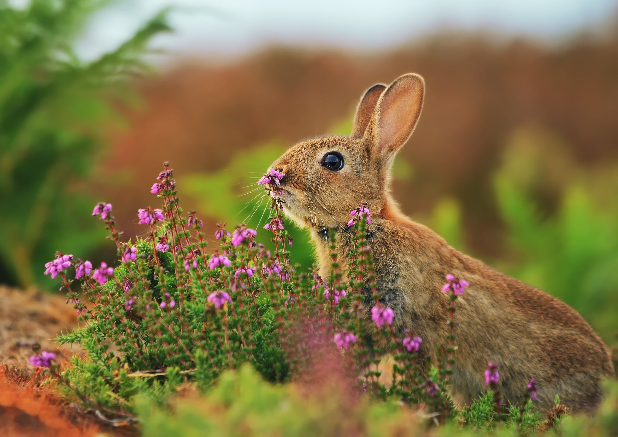 Cute Rabbit Photo Print