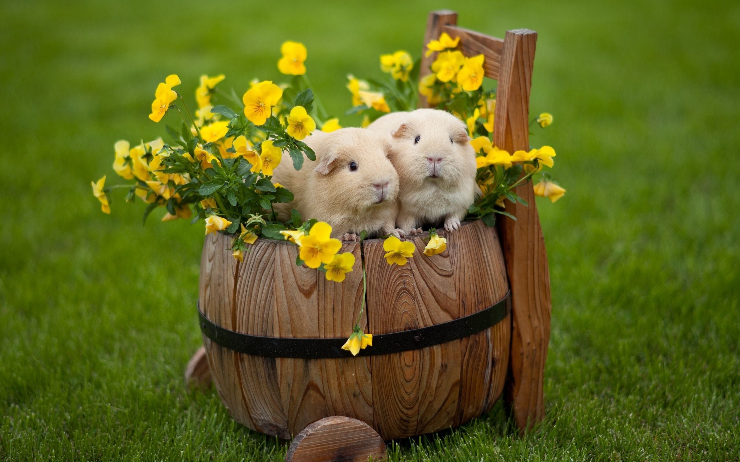Cute Rabbits Photo Print