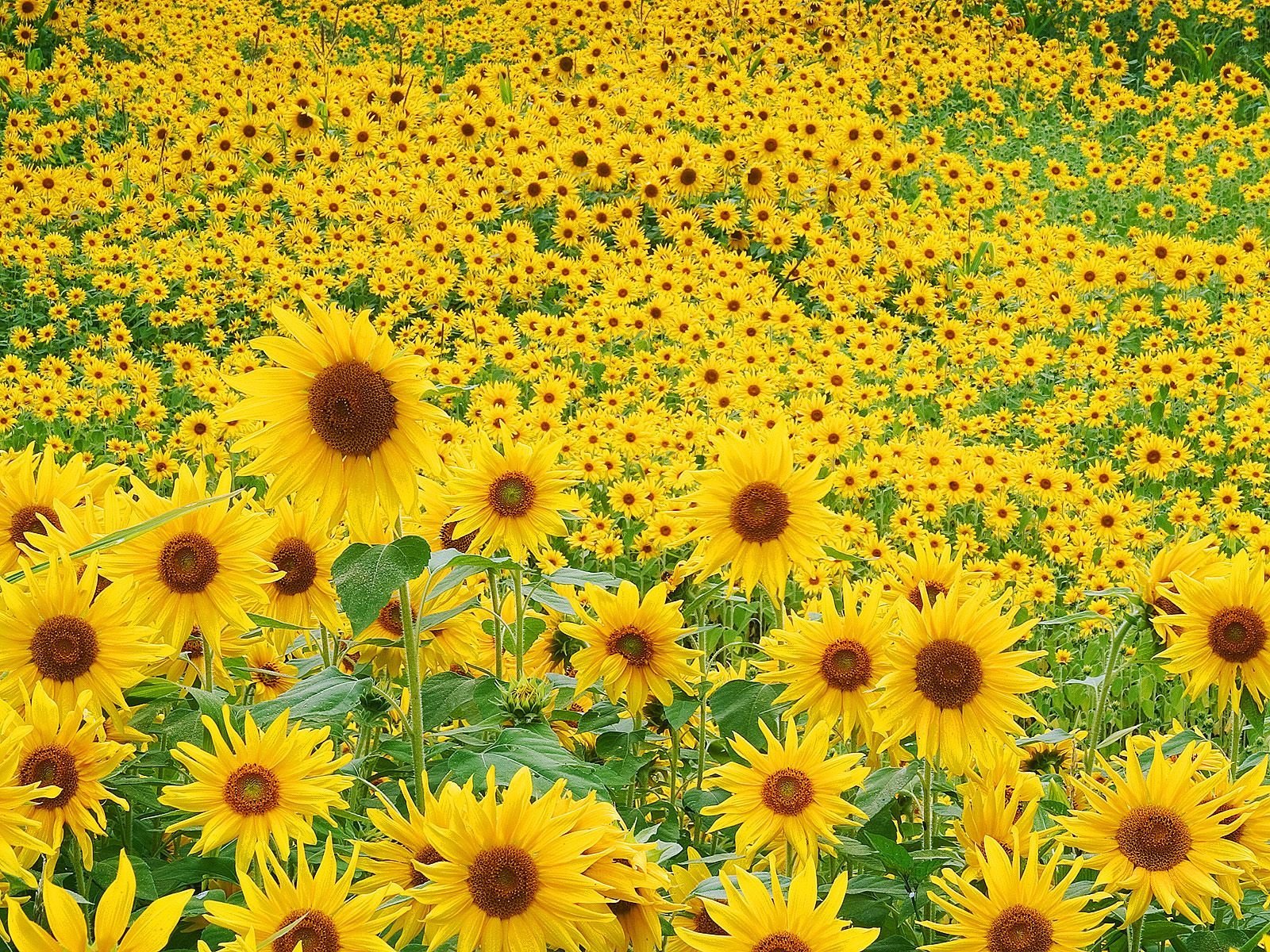 Sun Flowers Photo Print